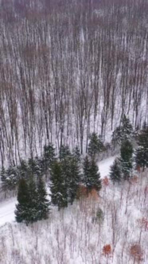 White snow in the forest. Woodland in winter. Natural landscape in winter.