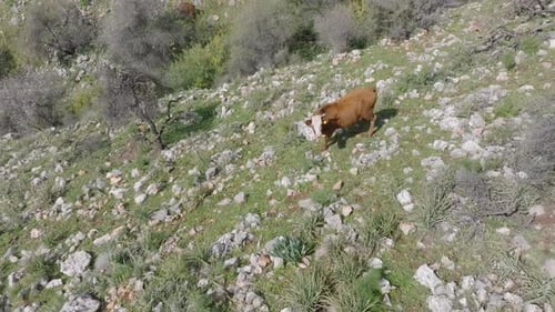 Aerial video of cows grazing on rocky pastures in the north of the country