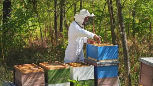 Beekeeper works with bees and beehives in the apiary. Beekeeping concept.