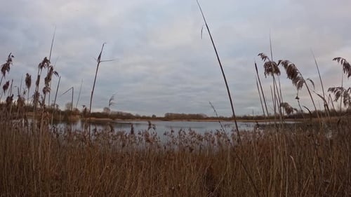 time lapse sunny cloudy sky with reeds in foreground and sea in background.