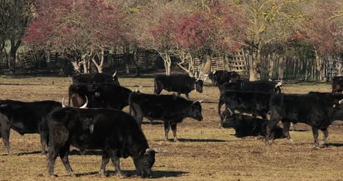 Camargue bulls, Bos taurus, the Camargue, Southern France.