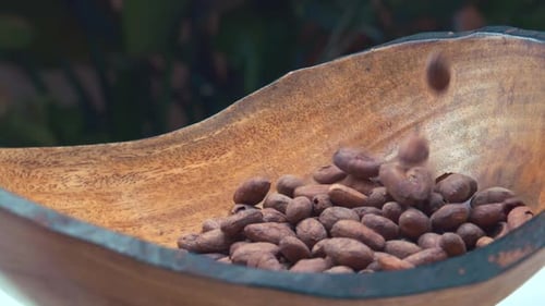 Cacao Beans slowly falling into wooden bowl