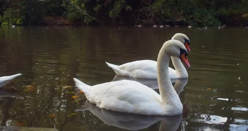 Mute Swans On Pond At The Boscawen Park In Truro, Cornwall, UK. closeup