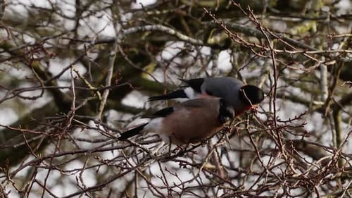 Two Bullfinches Perched on Bare Winter Branches