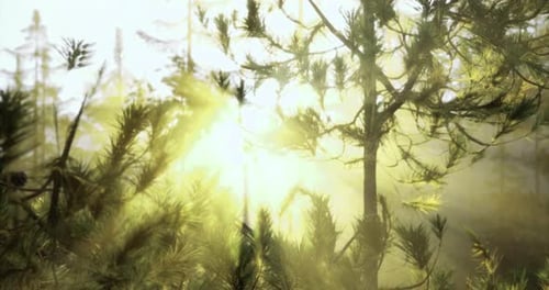 Sunlight Filtering Through Pine Trees in a Serene Forest Setting