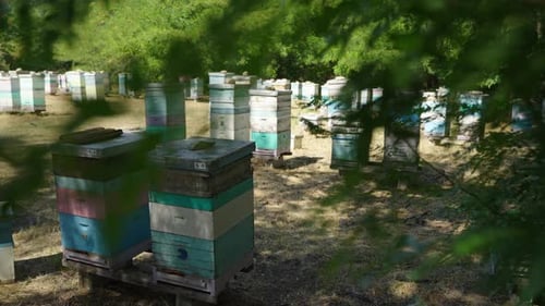 Bee apiary, trees, grass, summer