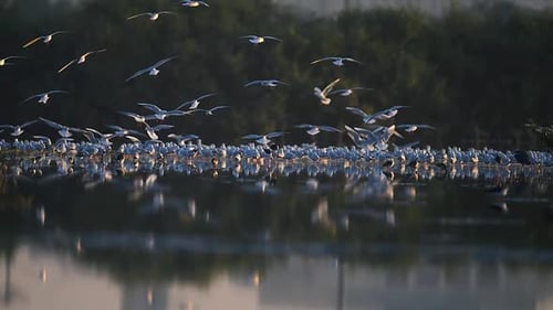 Flock of Seagulls Landing in Coastline