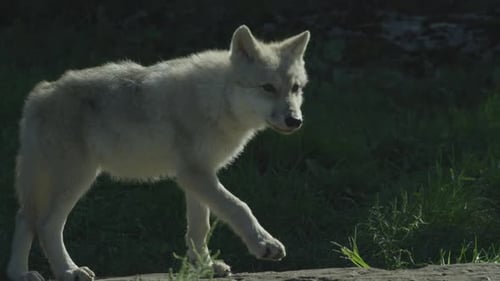 Wolves in Canadian Boreal Forest