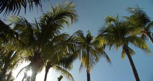 Looking Up at Tropical Palm Trees on an Island Beach, Sun &