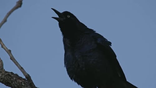 Schwarze Krähe krächzt aus nächster Nähe