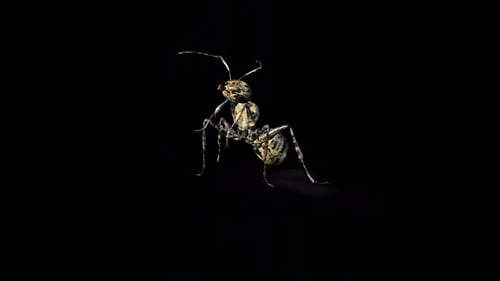 Zombie Ant Bite Front