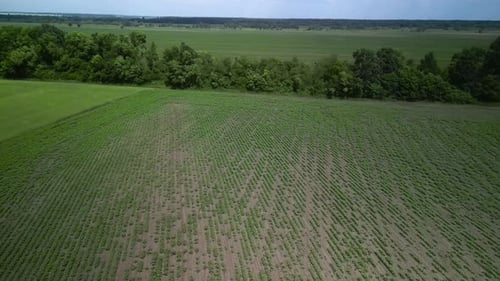 Green field aerial view in Ukraine