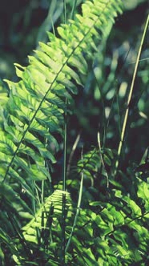 Sun Shining Into Tropical Forest