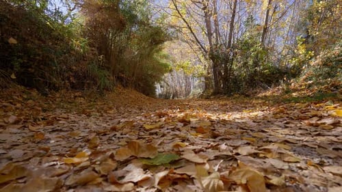 çleaves falling while walking on yellow poplar leaves tapestry on forest path in autumn on a sunny d