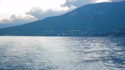 A Flock of Seagulls Flies Over the Ship Circling Over the Waves