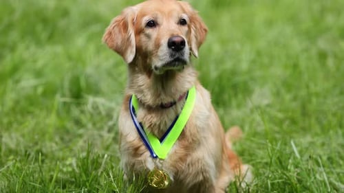 Portrait of a Golden Retriever with Medals and Awards on the Green Grass During a Dog Show