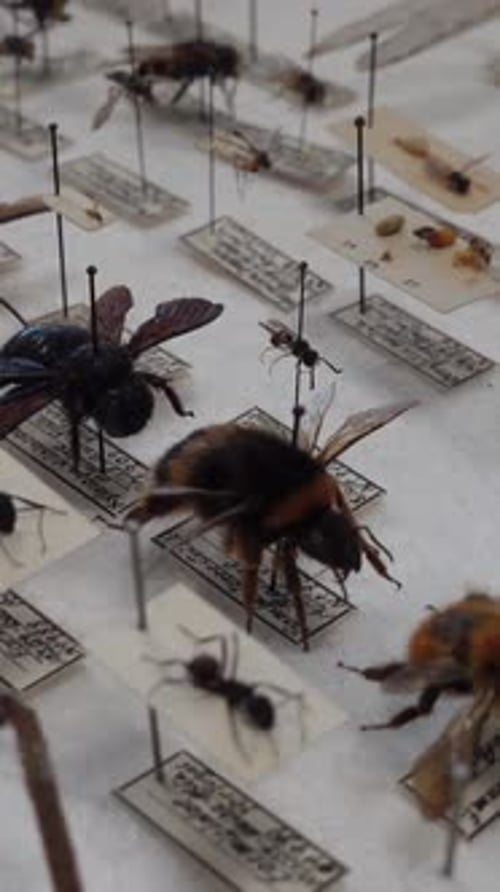 Vertical Video of Insect Collection 09