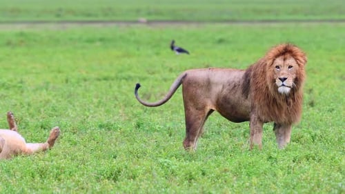 Löwe umwirbt eine Löwin im Serengeti-Grasland