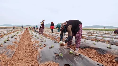 Organic Pepper Field, Farmers