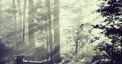 La lumière du soleil filtre à travers les arbres brumeux au crépuscule, révélant la beauté de la nature