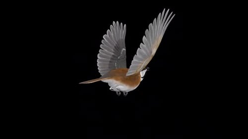 Carbonero con capa negra, pájaro norteamericano, bucle volador, visión trasera, CU, canal alfa