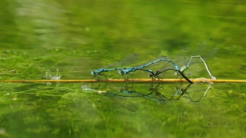 Vier Libellen sitzen auf einem Zweig im Wasser, supersymmetrische blaue Libelle