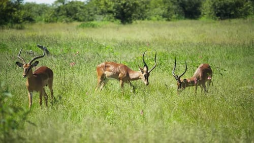 Group of Male Impala Antelopes Walking and Grazing Peacefully in Lush Green Meadow in African