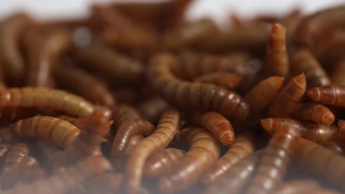 Live Mealworms 08
