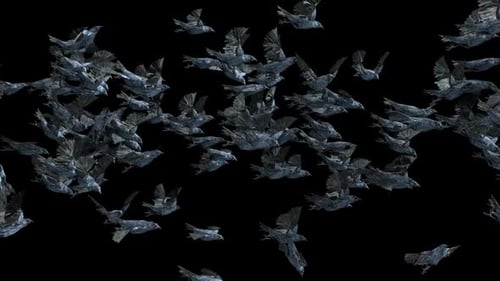 Abstract Dark Birds Flying Swarm Loop