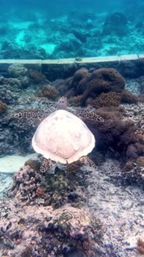 Underwater sea turtle cruises above coral and rocks in clear tropical lagoon, showing a calm reef