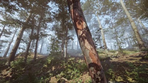 Sonnenlicht durchdringt die Bäume in einer ruhigen Waldlandschaft in der Morgendämmerung