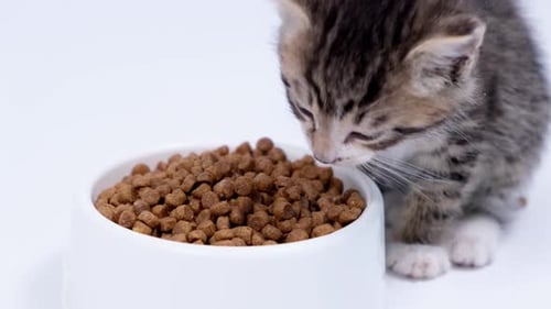 Close Up Striped Kitten Eats Fresh Dry Cat Food for Small Kittens