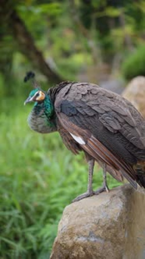 Peacock Preening on Rock in Natural Habitat