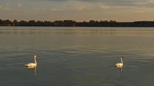 White Swans in River