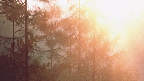 Un soleil éclatant perce le feuillage du pin