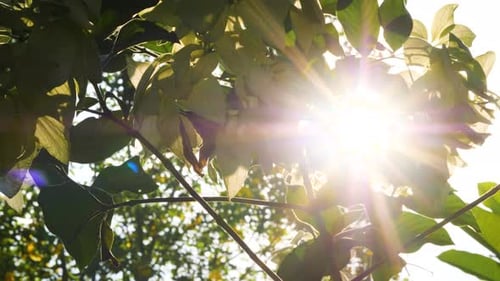 close up of sun flare rays piercing through leaves