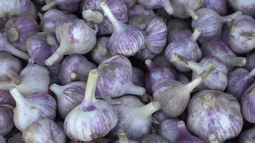 Garlic