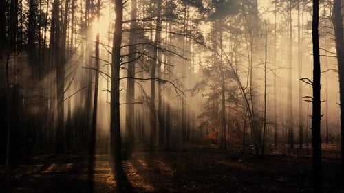 Rayonnement mystique dans la forêt, vol lent du Drone