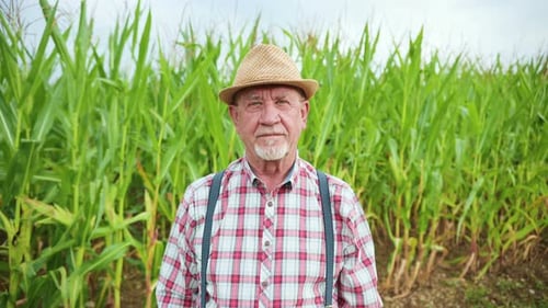 Portrait of the Senior Old Farmer Wearing Hat Standing in the Middle of the Corn Field Looking Far