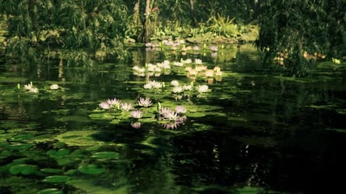 Peaceful Water Lilies Floating on a Serene Nature Pond