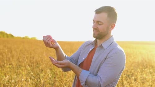 A Farmer in a Soybean Field Examines the Grains of a Mature Plant and Pours Them From Hand to Hand