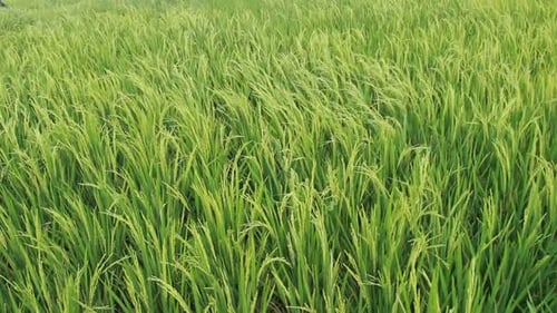 green rice in the wind in the rice fields. relaxing freshness in nature in the rainy season. footage