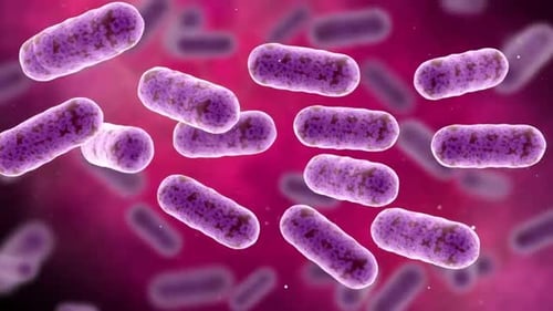 Microscopic View of Purple Bacteria