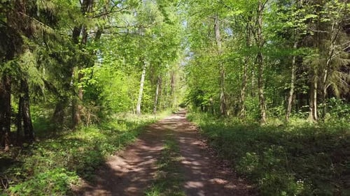 Forest road. Unpaved surface. Flying a drone trough the forest. Green trees, sunny day. Slow, cinema