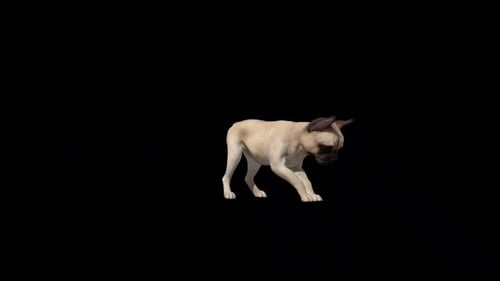 Französische Bulldogge beim Graben