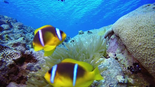 Tropical Reef Underwater Clownfish