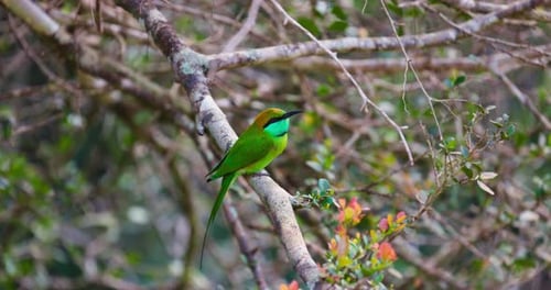 Little Green Bee Eater on a Branch Lat Merops Orientalis A Stunning Little Green Bee Eater Perched