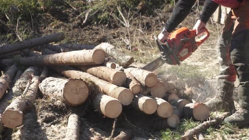 Lumberjack Used Chainsaw To Cut Trees In The Forest On A Sunny Day. - close up
