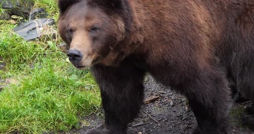 Closeup of a large male Brown bear walking, Alaska