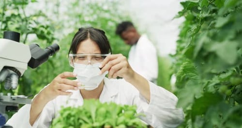 Scientist Working in Greenhouse with Microscope and Plants